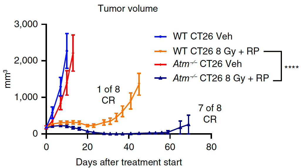 Tumor growth curves illustrating translational radiotherapy study