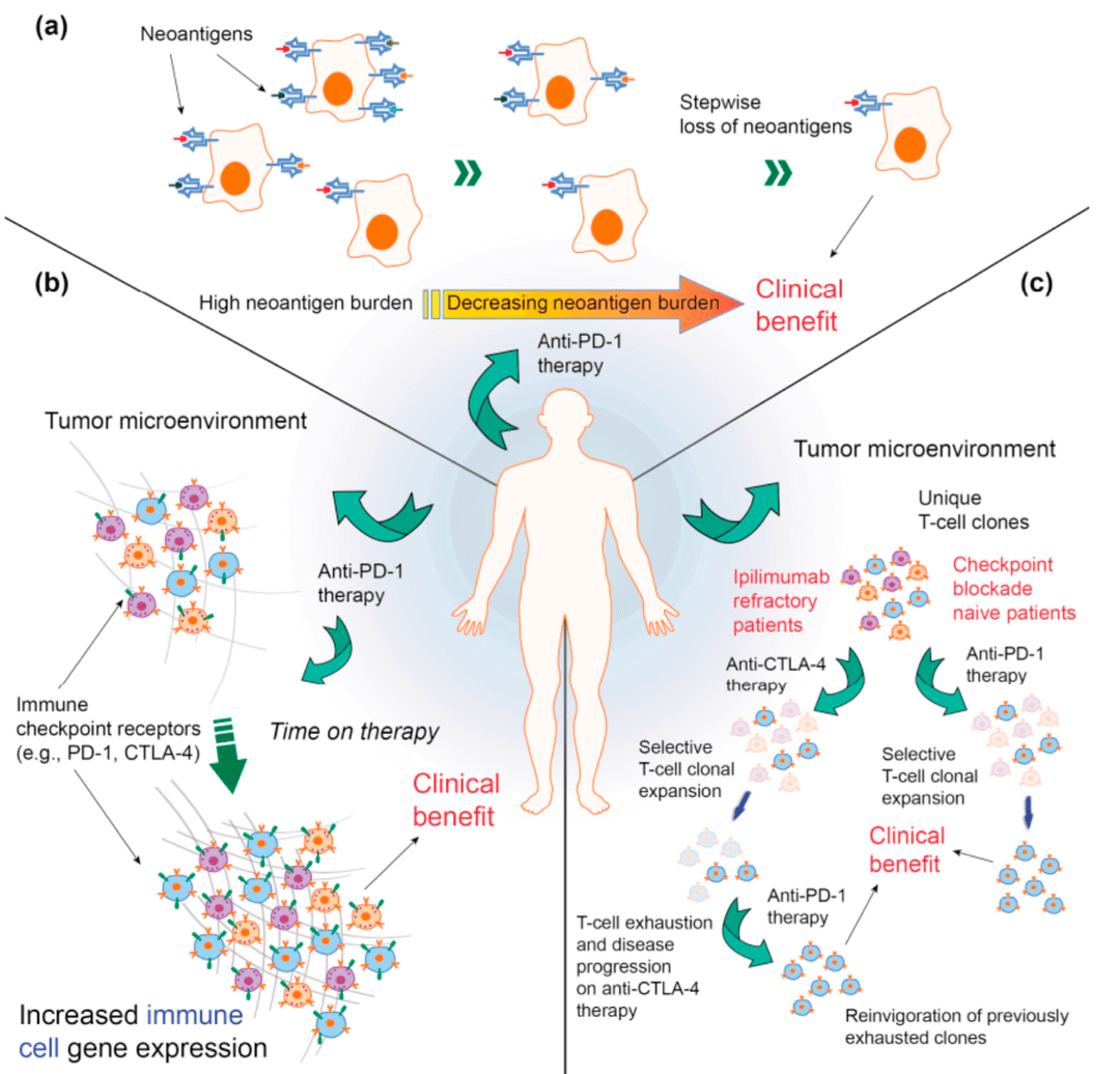 Cell 2017 cover art highlighting immunogenomics